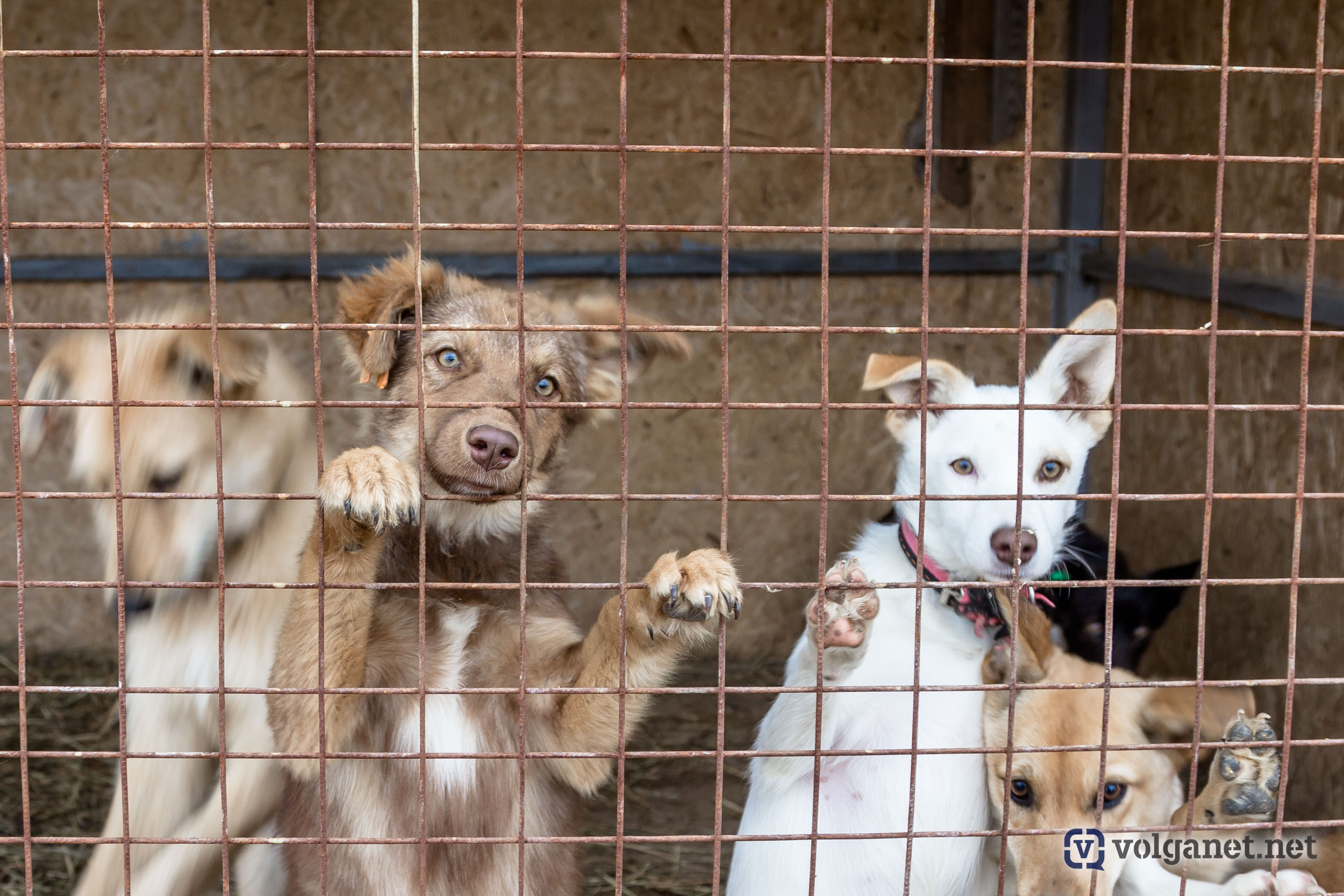 Приют для животных волгоград. Приют для собак в архангельске. Лисена приют для животных. Лисена приют для животных. Приют доброе сердце.