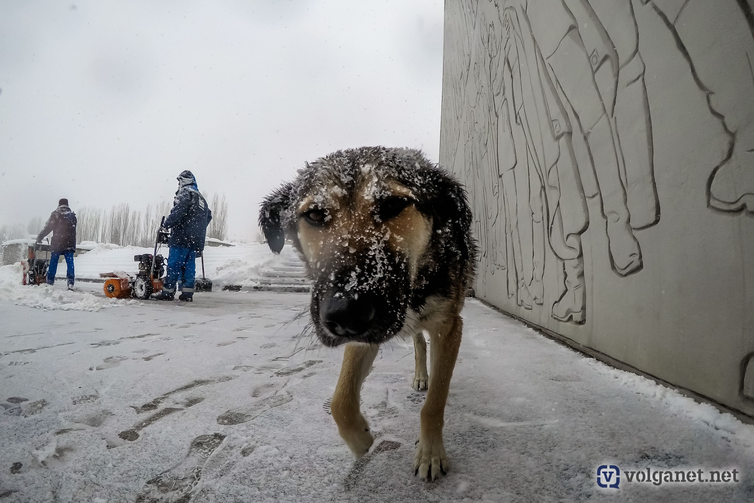 В Волгоградской области пересчитали безнадзорных животных - Volganet.net