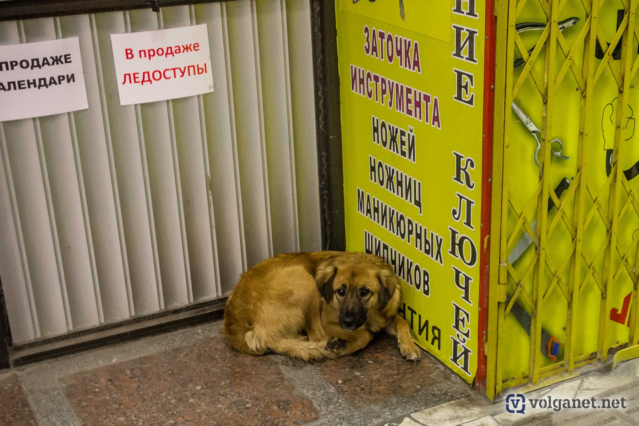 В Волгограде догхантеры перестреляли чипированных собак - Volganet.net