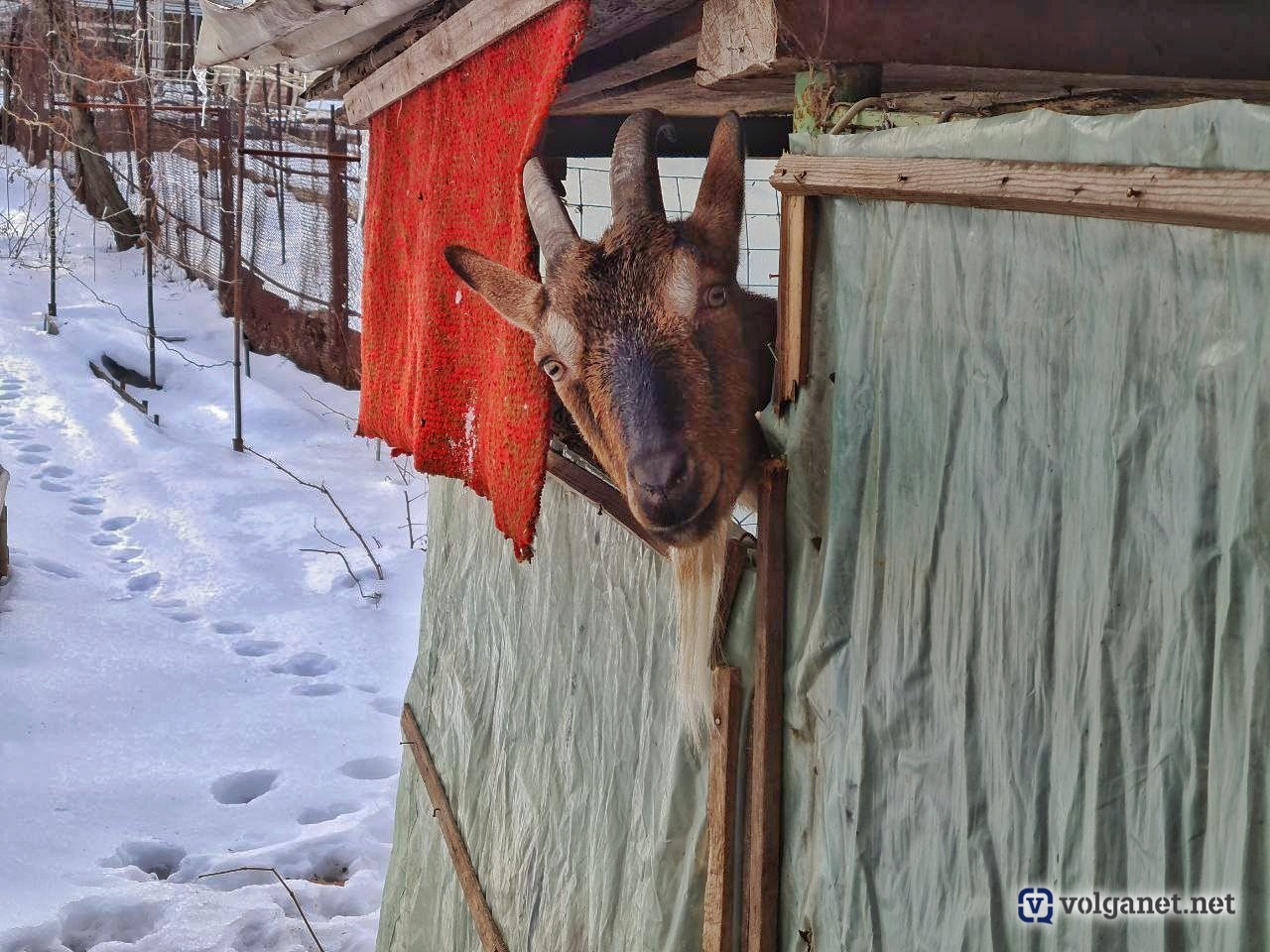 Тупой, ещё тупее, или Курьёзные преступления, произошедшие в Волгоградской  области в 2021 году - Volganet.net