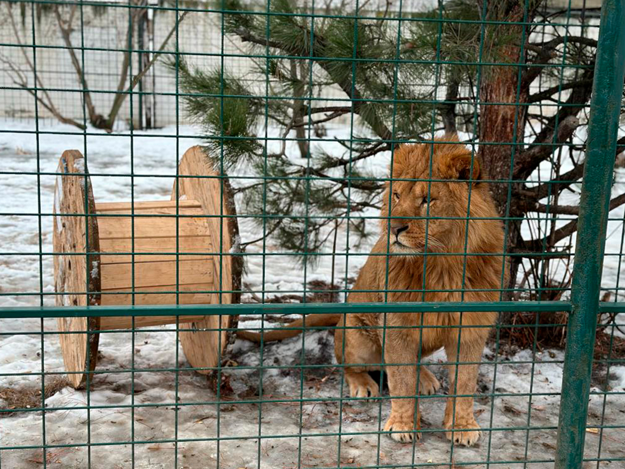 В Волгоградской области подстилками для животных стали почти 2000  новогодних ёлок - Volganet.net