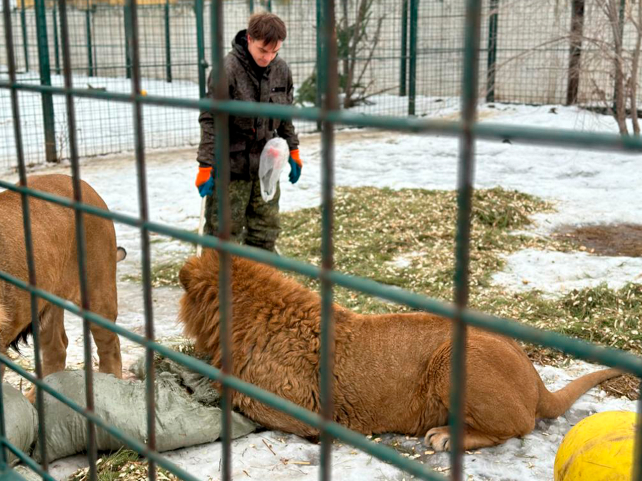 В Волгоградской области подстилками для животных стали почти 2000  новогодних ёлок - Volganet.net